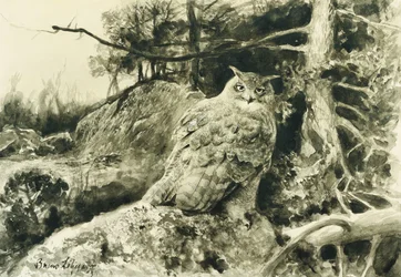 Uhu (Bubo Bubo)