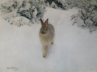 Hase im Winter