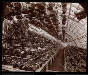 Orchideen in einem Gewächshaus auf dem Helen Gould Anwesen (ehemalige Jay Gould Residenz) in Tarrytown, New York, 1894