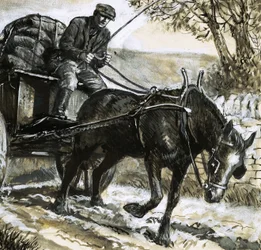 Pferde waren unterernährt und überarbeitet