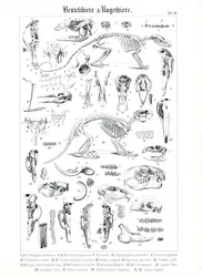 Anatomische Illustration von Beuteltieren und Nagetieren