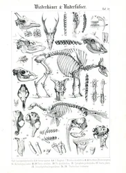 Anatomische Illustration von Wiederkäuern und Robben