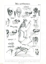 Vergleichende Anatomie von Primaten und Fledermäusen