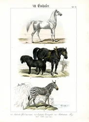 Equiden: Pferde und Zebras