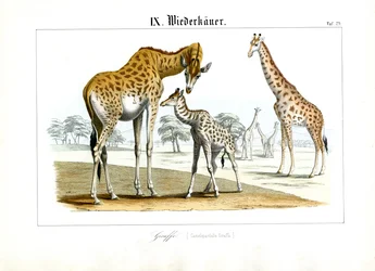 Giraffen in der afrikanischen Savanne