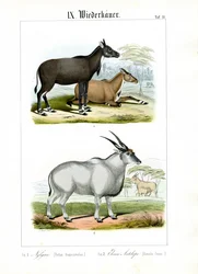 Nilgai und Elenantilope