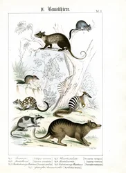 Verschiedene Beuteltiere aus Australien und Amerika