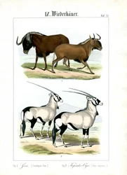 Gnu und Gemsbock