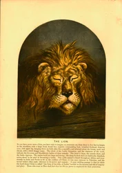 Der Löwe