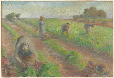 Die Rübenernte (La Récolte des betteraves), 1881