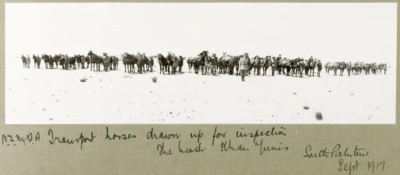N.Z.M.F.A. Transportpferde zur Inspektion am Strand aufgestellt, Khan Yunis, September 1917