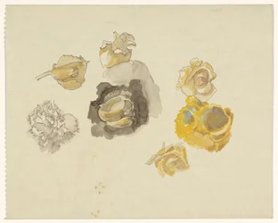 Studien von gelben Blumen