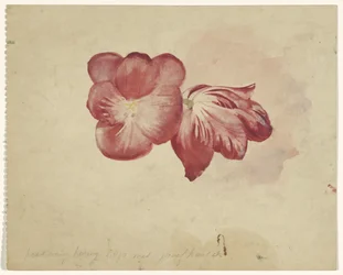 Zwei rote Tulpen