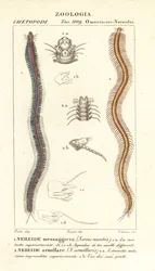 Bartzahn-Nereide, Perinereis nuntia 1 und Nereide, Syllis armillaris 2