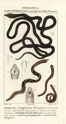 Schnürsenkelwurm, Lineus longissimus 1, Borlasia angliae 1, Rüsselwurm, Cerebratulus bilineatus 2, Cerebratulus bilineatus 2, Bandwurm, Tubulanus polimorphus 3, Tubulanus elegans 4