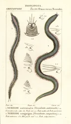 Leodice antennata, Nereidonta antennata und Eunice sanguinea, Nereidonta sanguinea