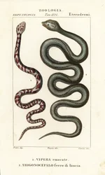 Halsband-Speikobra, Hemachatus haemachatus 1, und Martinique-Lanzenotter, Bothrops lanceolatus 2
