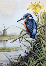 Eisvogel mit Schwertlilie und Windmühle