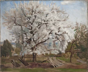 Apfelbaum in Blüte