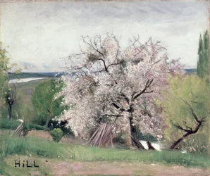Obstbaum in Blüte, Bois-le-Roi