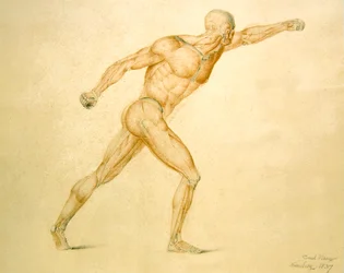 Anatomische Muskulatur eines Mannes in voller Streckung