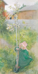 Apfelblüte, 1894
