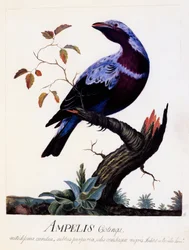 Ampelis cotinga (Cotinga cotinga), Purpurbrustkotinga