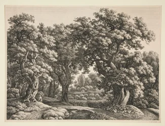 Waldlandschaft