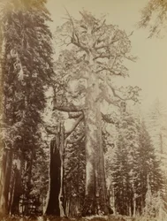 Grizzly-Riese, Mariposa Grove