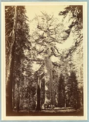 Der Grizzly-Riese, Mariposa Grove, Yosemite