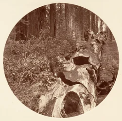 Auld Reckie - C. Grove