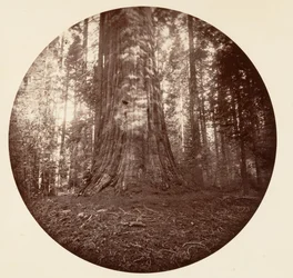 Empire State. C. Grove, ca. 1878