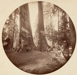 Altes Dominium und Onkel Toms Taverne. Calaveras Grove, ca. 1878