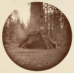 Pioneers Cabin - Calaveras Grove, ca. 1878