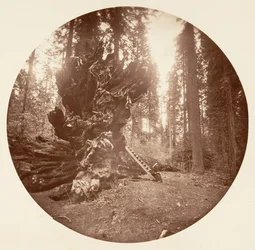 Der Vater des Waldes - Die Rückseite des Pferdes. Calaveras Grove