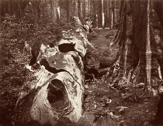Der Vater des Waldes, 112 Fuß Umfang, Calaveras Grove