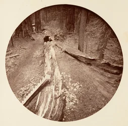 Der Vater des Waldes, 450 Fuß lang, C. Grove, ca. 1878