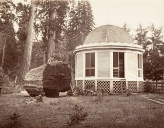 Das Haus, das über dem Stumpf eines großen Baumes gebaut wurde, 1865-66, gedruckt ca. 1876