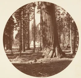 Das Mammoth Grove Hotel vom Hain - Calaveras