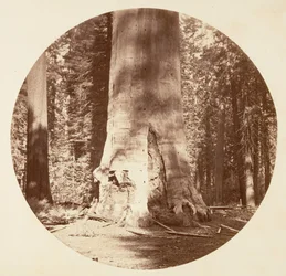 Die Mutter des Waldes - Calaveras Grove