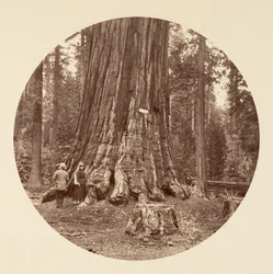 Der Stolz des Waldes - Calaveras Grove
