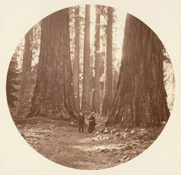 Die drei Grazien gesehen durch den Bryant und Seward Calaveras Hain, ca. 1878