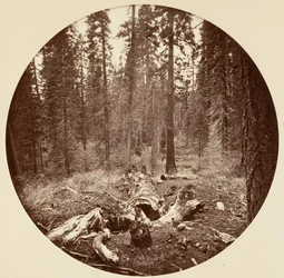 Yosemite-Nationalpark, Kalifornien, ca. 1878