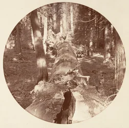 Yosemite-Nationalpark, Kalifornien, ca. 1878