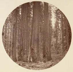[Yosemite-Nationalpark, Kalifornien], ca. 1878