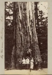 Große Bäume in der Nähe von Monterey - Kalifornien