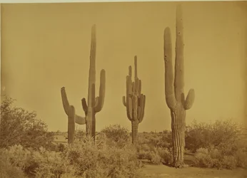 Kaktus, Arizona - Cereus Giganteus