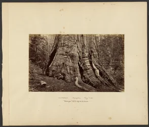 [Kalifornien - Mariposa Big Trees, "Washington" 270 ft. hoch, 92 ft. Umfang]