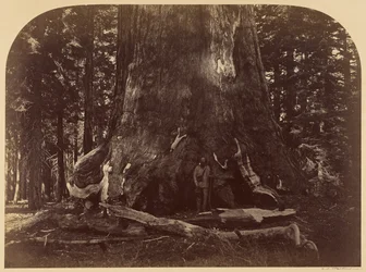 Querschnitt des Grizzly Giant, Mariposa Grove, Durchmesser 33 Fuß