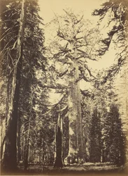 Riesenmammutbaum - „Grizzly Giant“ - Mariposa Grove